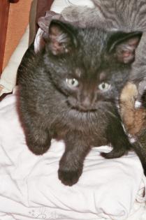 Süßes Katerbaby sucht zum 12. 07. 08 neues Zuhause