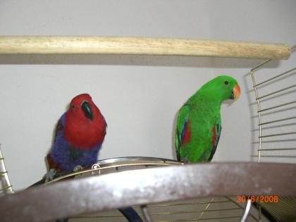 1. 1 Neuguinea edelpapagei