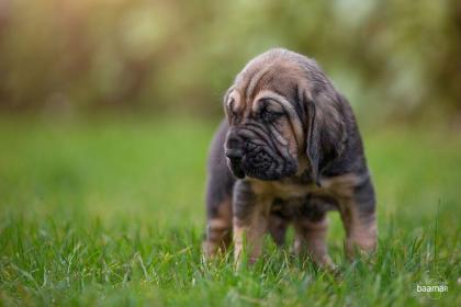 Bloodhound Welpen reinrassig mit Papiere / keine Inzucht Inzest Verpaarung