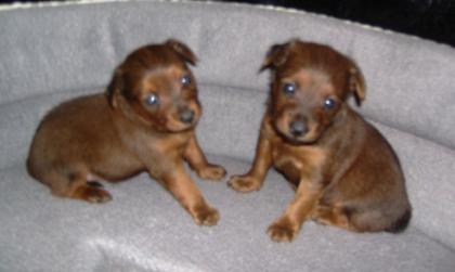 Sehr Selten Gezeichnete Zwergpinscher Welpen