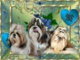 Shih Tzu welpen in ver. Farben