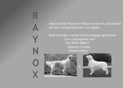 GOLDEN RETRIEVER