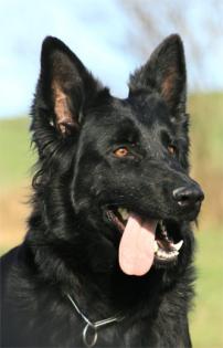 Altdeutsche Schäferhundwelpen lackschwarz