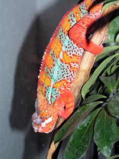 Furcifer Pardalis Ambilobe 1. 0 F1 NZ 05/2005