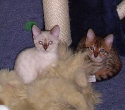 Ein Hauch von Wildnis als Schmusekatze, Bengalen in brown-rosetted und snow