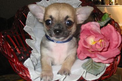 Supermini Chihuahua -Welpen in beige