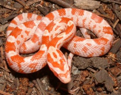 Amelanistische Albino Kornnattern 07/2008