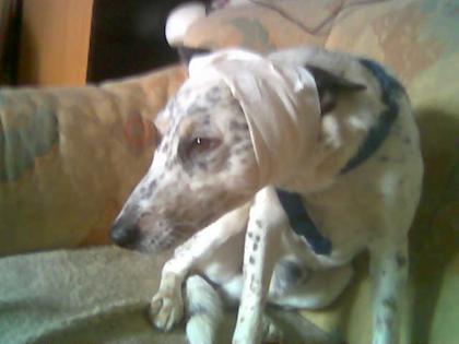-Sie lieben Hunde Wir auch
