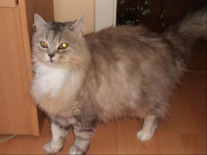 Süße Perse Kater