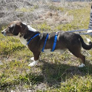 Jack sucht ein passendes zuhause