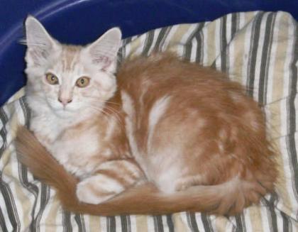 Unsere süße Coco sucht einen neuen Schmuseplatz