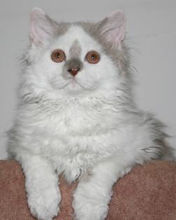 Selkirk Rex Katerchen