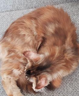 Maine Coon Braun Tortie