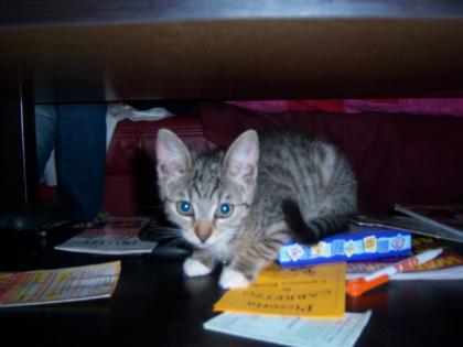 18 Wochen alter Kater zu verschenken