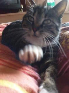 Morle sucht neues zuhause