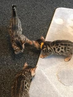 Unser Bengalen-Paar sucht ein neues Zuhause