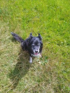 Border Collie Shepherd Mix 13 Jahre