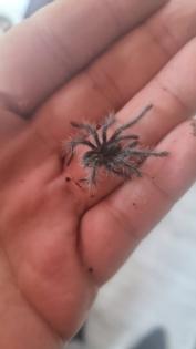 Theraphosa blondi und viele mehr