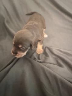 Beagle Cocker Spaniel Welpen