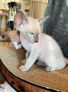 Peterbald Kitten suchen ein schönes Zuhause