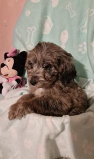 Miniature Aussiedoodle Welpen