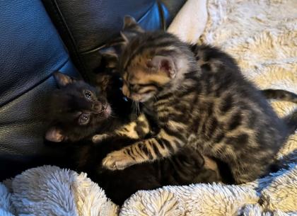 Bengalen aus liebevoller Zucht mit TICA-Stammbaum melanistic und brown spotted