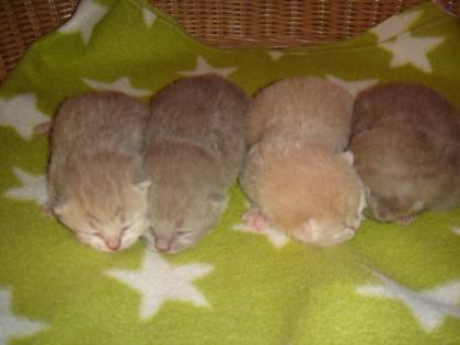 BKH-Kitten