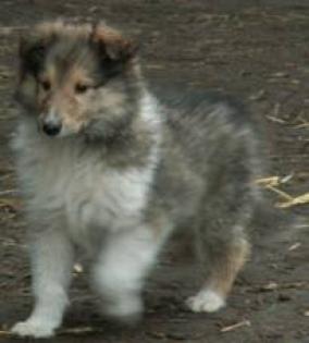 Sehr typvolle amerikanische Collie-Welpen, groß kräftig