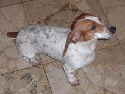 Dackelrüde