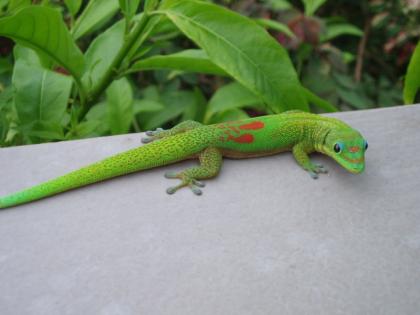 Verkaufe phelsuma laticauda laticauda