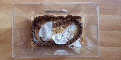 Adulte weibliche Kornnatter inkl. vollausgestattetem Terrarium abzugeben