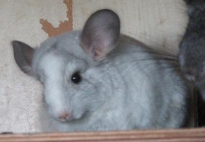 Chinchillas in verschiedenen Farben