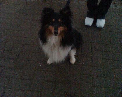 Habe einen sheltie rüden 2, 5 jahre alt