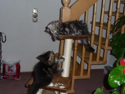 Mainecoon Wuschelzwerge
