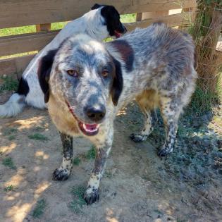 Lilly - sucht ein ruhiges und erfahrenes Zuhause