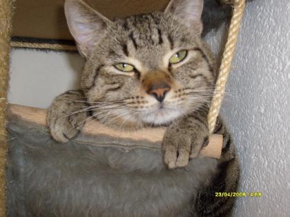 Kater abzugeben
