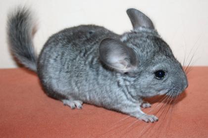 Junges Chinchilla w sucht.
