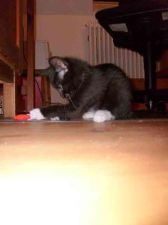 Katzenbaby sucht neues zu Hause