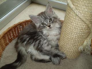 4 Maine Coon-Baby-Musketiere suchen.