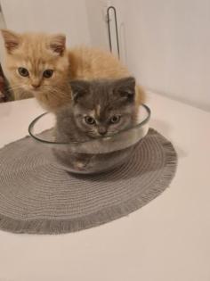 Bkh Kitten noch 2 zu haben