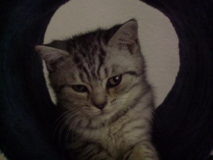 Wunderschöne BKH Kitten suchen ein zu Hause