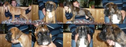 Sehr schöne BOXER Welpen mit FCI Papiere zum verkaufen