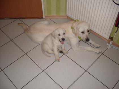 1 süsser labrador welpe sucht noch ein liebevolles zuhause,