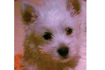 Süße West Highland Terrier