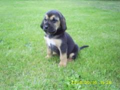 Blodhound Welpen in black tan