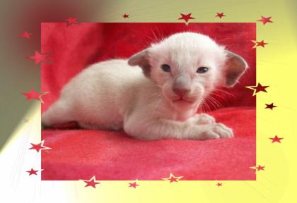 Reinrassige Siam und Oriental Kitten mit Stammbaum