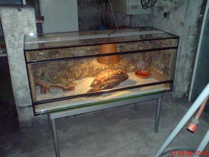 Wir suchen ein neues zuhause wenn nötig mit Terrarium