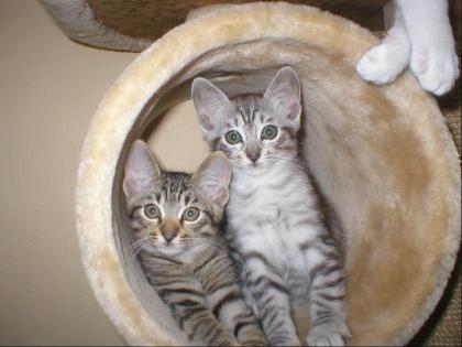 Süße Siam/Main-Coon Mix Babys