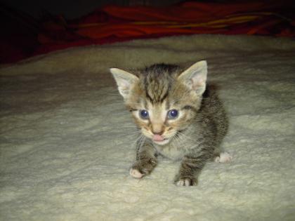 Liebevolles Kätzchen Dolly - w. - sucht Kuschelplatz