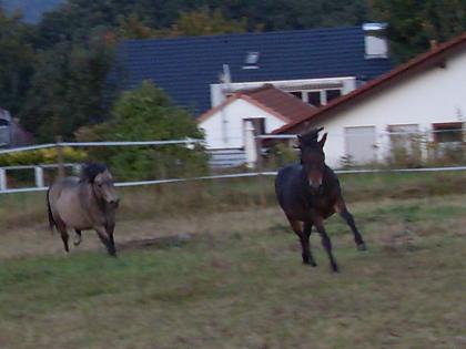 Schlachtpferde Rettung Alex hat mehrere gerettete Pferde/ponys zu vermitteln
